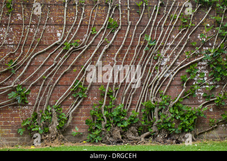 Fig Tree (Ficus caria). Crescendo in un podere giardino murato. Diverse linee da un unico stock di root, addestrato su una parete. Foto Stock