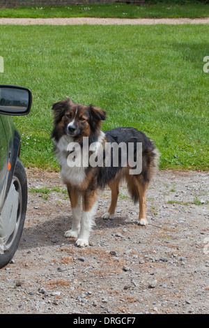 Lavorando Collie. Cane domestico (Canis lupus familiaris). Selettivamente Razza allevata a lavorare per i pastori di pecore. Foto Stock