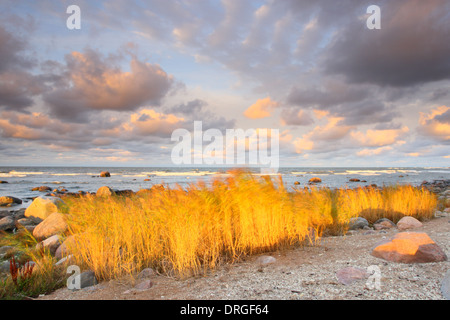 Flaming reed dipinte dal sole di sollevamento e di movimento in canne da vento. Hiiumaa island, Estonia Foto Stock