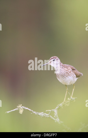 Wood Sandpiper (Tringa glareola) arroccato su vecchie bog pino. Europa Foto Stock