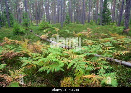 Felci nella foresta di pini, Hiiumaa island, Kõpu penisola, Estonia, Europa Foto Stock