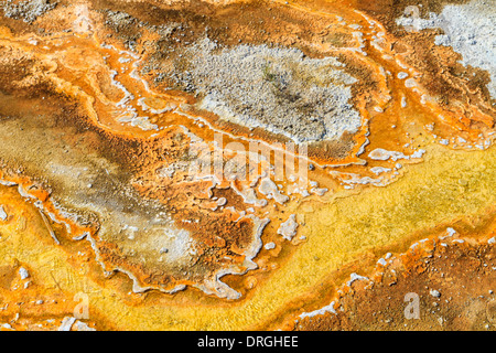 Stuoini microbici in Piscine geotermali, il Parco Nazionale di Yellowstone ,Wyoming Foto Stock