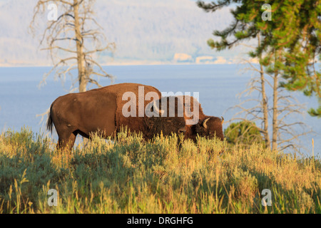Bufali / bisonti nell'erba alta nel Parco Nazionale di Yellowstone, Wyoming Foto Stock