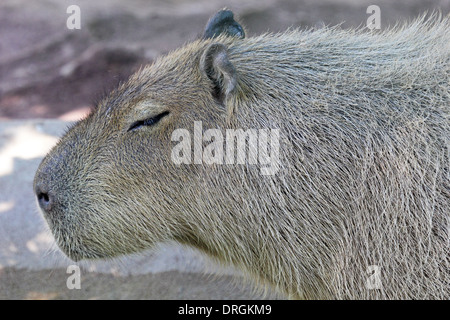 Vista laterale di un capibara (Hydrochoerus hydrochaeris) Foto Stock