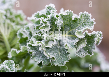 Smerigliato di foglie di viola broccoletti piante. Foto Stock