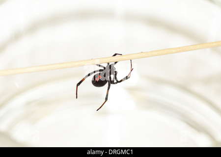 Femmina mortale black widow spider, Latrodectus mactans, rosso con forma a clessidra sotto il suo ventre. Foto Stock