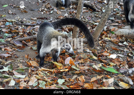 Simpatici animali tropicali: bianco-coati dal naso, Nasua narica, foraggio. Foto Stock