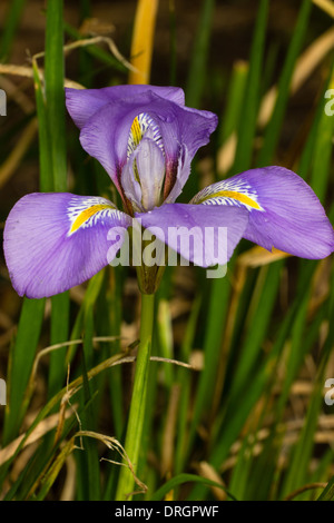 Iris unguicularis in un giardino in Plymouth, Regno Unito Foto Stock