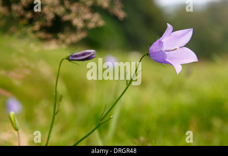 Close up di Campanula rotundifolia, un perenne rhizomatous da la campanula famiglia; comunemente chiamato Harebell, Derbyshire, Regno Unito Foto Stock