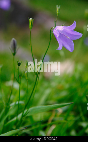 Close up di Campanula rotundifolia, un perenne rhizomatous da la campanula famiglia; comunemente chiamato Harebell, Derbyshire, Regno Unito Foto Stock