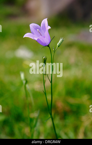 Close up di Campanula rotundifolia, un perenne rhizomatous da la campanula famiglia; comunemente chiamato Harebell, Derbyshire, Regno Unito Foto Stock