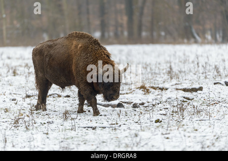 Wisent, Bison bonasus, il bisonte europeo Foto Stock