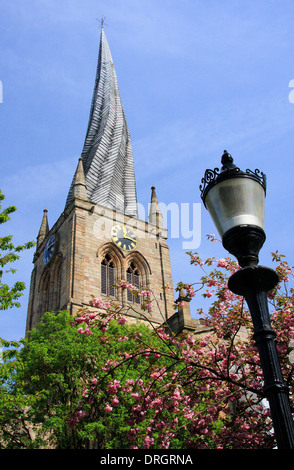 In primavera la fioritura dei ciliegi al di fuori di St Mary e tutti i santi della chiesa parrocchiale, o 'guglia storta', Chesterfield, Derbyshire, Regno Unito Foto Stock