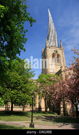 In primavera la fioritura dei ciliegi al di fuori di St Mary e tutti i santi della chiesa parrocchiale, o 'guglia storta', Chesterfield, Derbyshire, Regno Unito Foto Stock