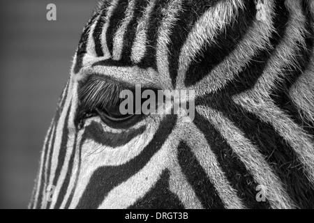 Inquadratura del viso di una zebra, concentrandosi sugli occhi. Colpendo i contrassegni Foto Stock