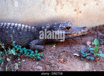 Coccodrillo nana (Osteolaemus tetraspis) Crocodylidae, Africa Foto Stock