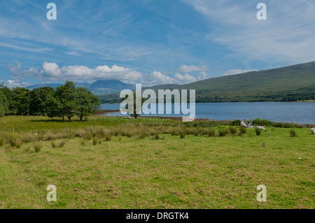 Vista lungo Loch Eil nr Corpach Highland scozzesi guardando verso il Ben Nevis Highland scozzesi con pecore grzing nel campo Foto Stock