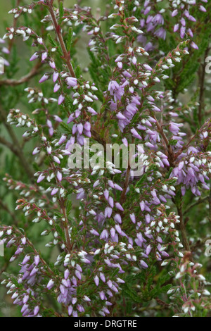 Comune di heather (Calluna vulgaris) fioritura su Snailbeach miniera di piombo Shrewsbury Shropshire Inghilterra Foto Stock