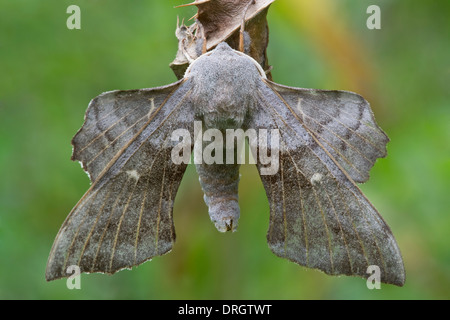 Il PIOPPO Hawk-Moth (Laothoe populi) appoggiato sulla foglia secca Preston Montford Shrewsbury Shropshire Inghilterra Foto Stock