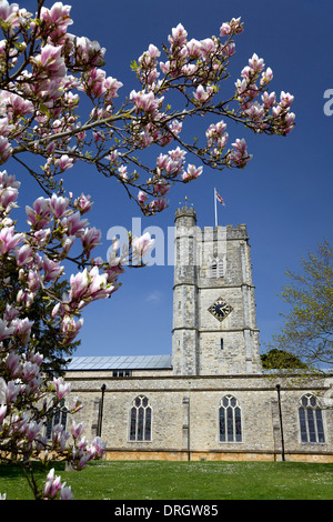 Minster chiesa di Santa Maria Vergine con magnolia blossom, Axminster Devon, Foto Stock