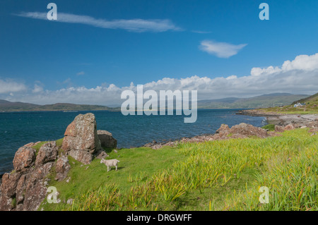 Pecore accanto a Loch Na Keal a Clachandhu Isle of Mull Argyll & Bute Scozia Scotland Foto Stock