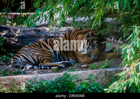 Sleeping tigre del Bengala Foto Stock