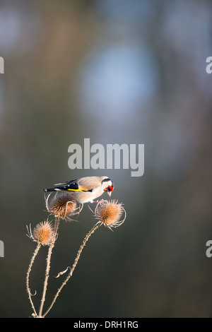 Cardellino (Carduelis carduelis) su un teasel. Foto Stock