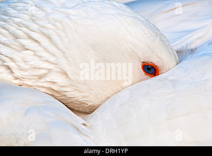 Oca domestica (Anser anser domesticus o Anser cygnoides) un addomesticati Grey Goose Golden Acre Park Leeds West Yorkshire Regno Unito Foto Stock