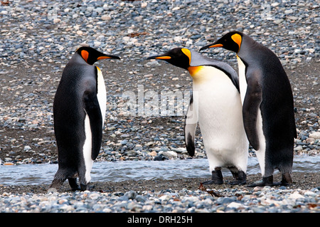 Re pinguini (Aptenodytes patagonicus) litigando in Porvenir Tierra del Fuego Patagonia cile america del sud Foto Stock