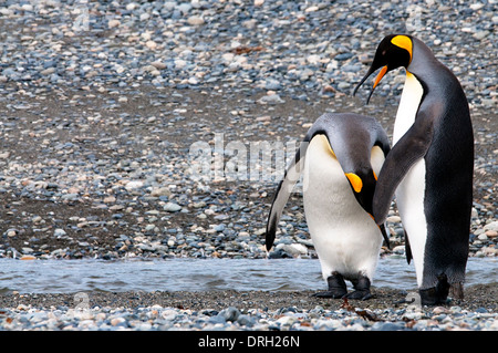 Pinguino reale giovane (Aptenodytes patagonicus) litigando in Porvenir Tierra del Fuego Patagonia cile america del sud Foto Stock