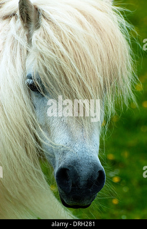 Pony Shetland su Unst Shetland Foto Stock