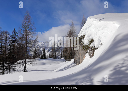 Conifer foresta, rocce e neve coperta nella stagione invernale. Le Dolomiti. Veneto. Alpi Italiane. Europa. Foto Stock