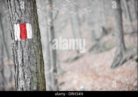 Nastro rosso segno segnando un turista percorso escursionistico su un albero Foto Stock