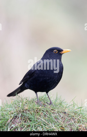 Merlo, Turdus merula, maschio singolo sul terreno, Warwickshire, Gennaio 2014 Foto Stock