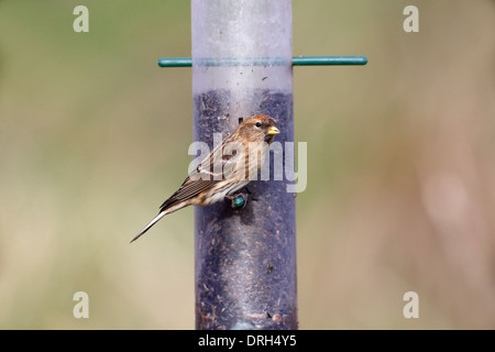 Lesser redpoll, Carduelis cabaret, singolo uccello su alimentatore, Warwickshire, Gennaio 2014 Foto Stock