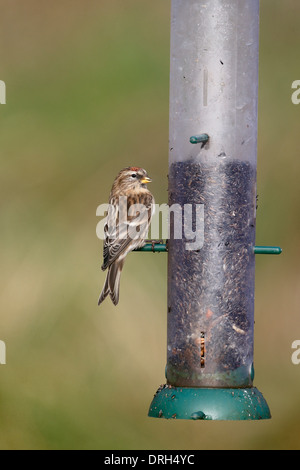 Lesser redpoll, Carduelis cabaret, singolo uccello su alimentatore, Warwickshire, Gennaio 2014 Foto Stock