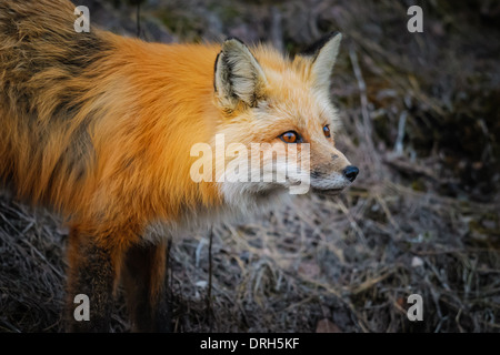 Wild Red Fox, il Parco Nazionale di Jasper Alberta Canada Foto Stock