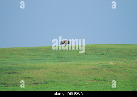 Le pianure bisonti nelle praterie del Parco Nazionale, Saskatchewan, Canada Foto Stock