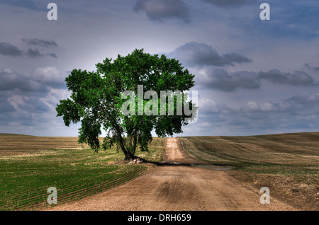 Albero di grandi dimensioni sul lato del paese una strada di ghiaia, Saskatchewan Canada Foto Stock