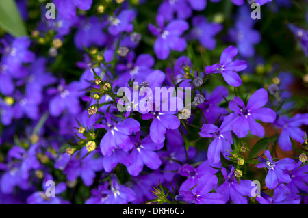 Lobelia erinus fiori in estate Foto Stock