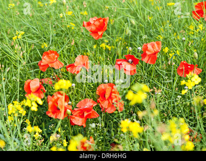 Bellissimo campo verde con papaveri rossi Foto Stock