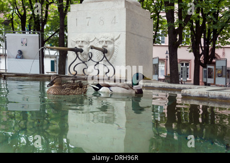 Maschio e femmina di germano reale di nuoto nel 1784 fontana, Munsterplatz, Old Basilea, Svizzera Foto Stock