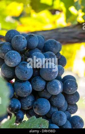 Uva sulla vite a Monaco grigio vigneto Foto Stock