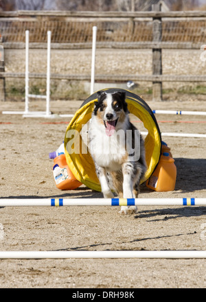 Pastore australiano cane jumping agilità salta all'aperto Foto Stock