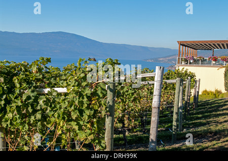Vigneto in grigio a Monaco con il Lago Okanagan in background Foto Stock