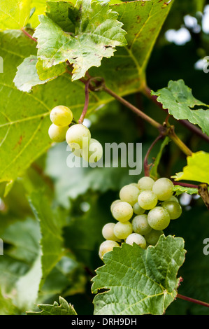 Uva sulla vite a Monaco grigio cantine Foto Stock