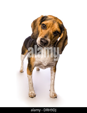 Simpatico cane beagle in piedi che guarda in telecamera isolata su sfondo bianco Foto Stock