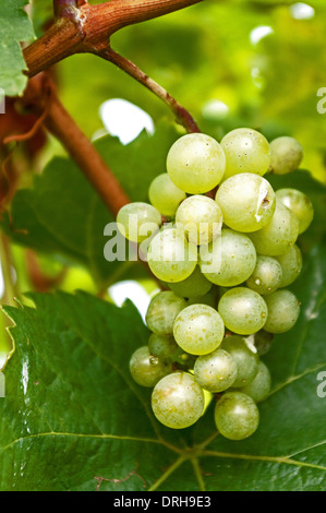 Uva sulla vite a Monaco grigio vigneto Foto Stock