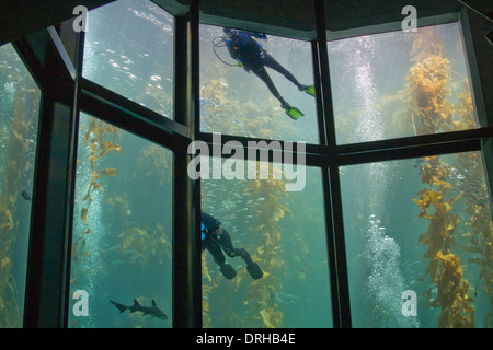 I subacquei in un serbatoio al Monterey Bay Aquarium Foto Stock