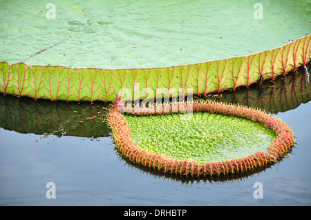 Victoria Regia - Water Lilies Foto Stock
